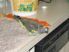 ImageIMG_81
