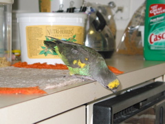 ImageIMG_83