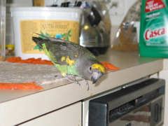 ImageIMG_84