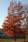 DSC_0402.JPG