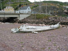 Whale ribs - Petty Harbour