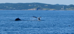Humpbacks - Bay Bulls